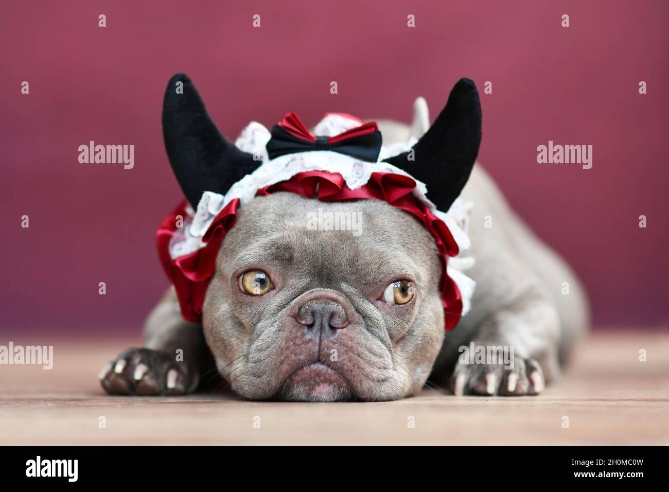 Chien Bulldog français portant un bandeau rouge diable avec ruban devant un arrière-plan rouge Banque D'Images