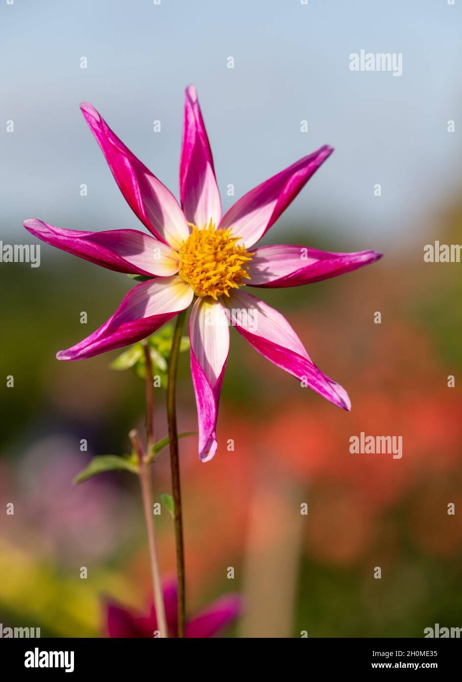 Superbes fleurs de dahlia en forme d'étoile, photographiées par le nom Midnight Star, à la fin de l'été, dans le jardin RHS Wisley, Surrey, Royaume-Uni Banque D'Images