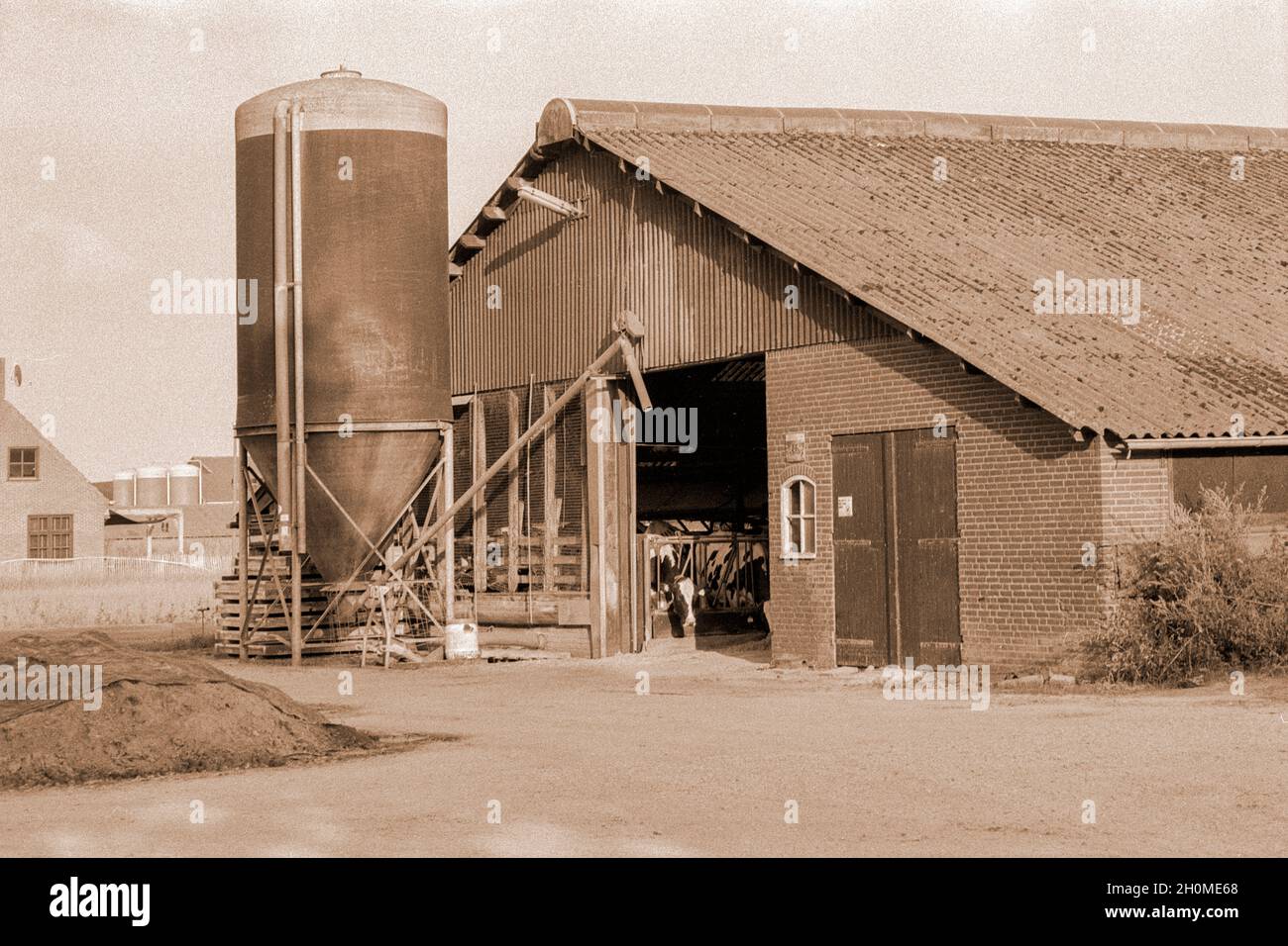 Tilburg, pays-Bas.Ancienne ferme usée et stable bientôt à remplacer par une nouvelle structure.Malheureusement, l'agriculture n'est plus une activité économique financièrement saine, ce qui rend difficile d'investir dans de nouveaux biens immobiliers bluid pour soutenir cette entreprise.Collection : gkf-analoog Banque D'Images