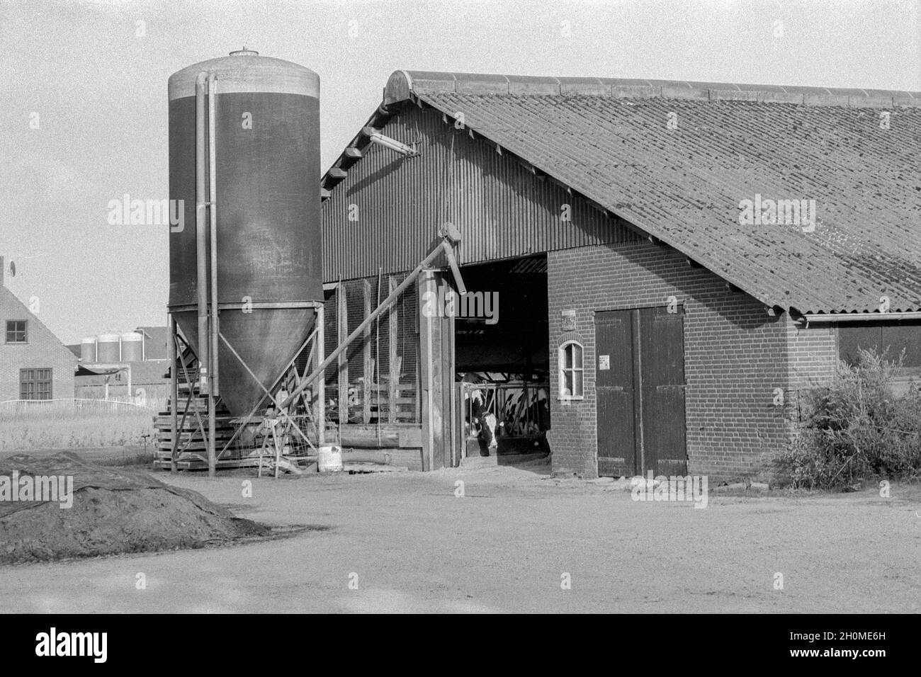 Tilburg, pays-Bas.Ancienne ferme usée et stable bientôt à remplacer par une nouvelle structure.Malheureusement, l'agriculture n'est plus une activité économique financièrement saine, ce qui rend difficile d'investir dans de nouveaux biens immobiliers bluid pour soutenir cette entreprise.Collection : gkf-analoog Banque D'Images