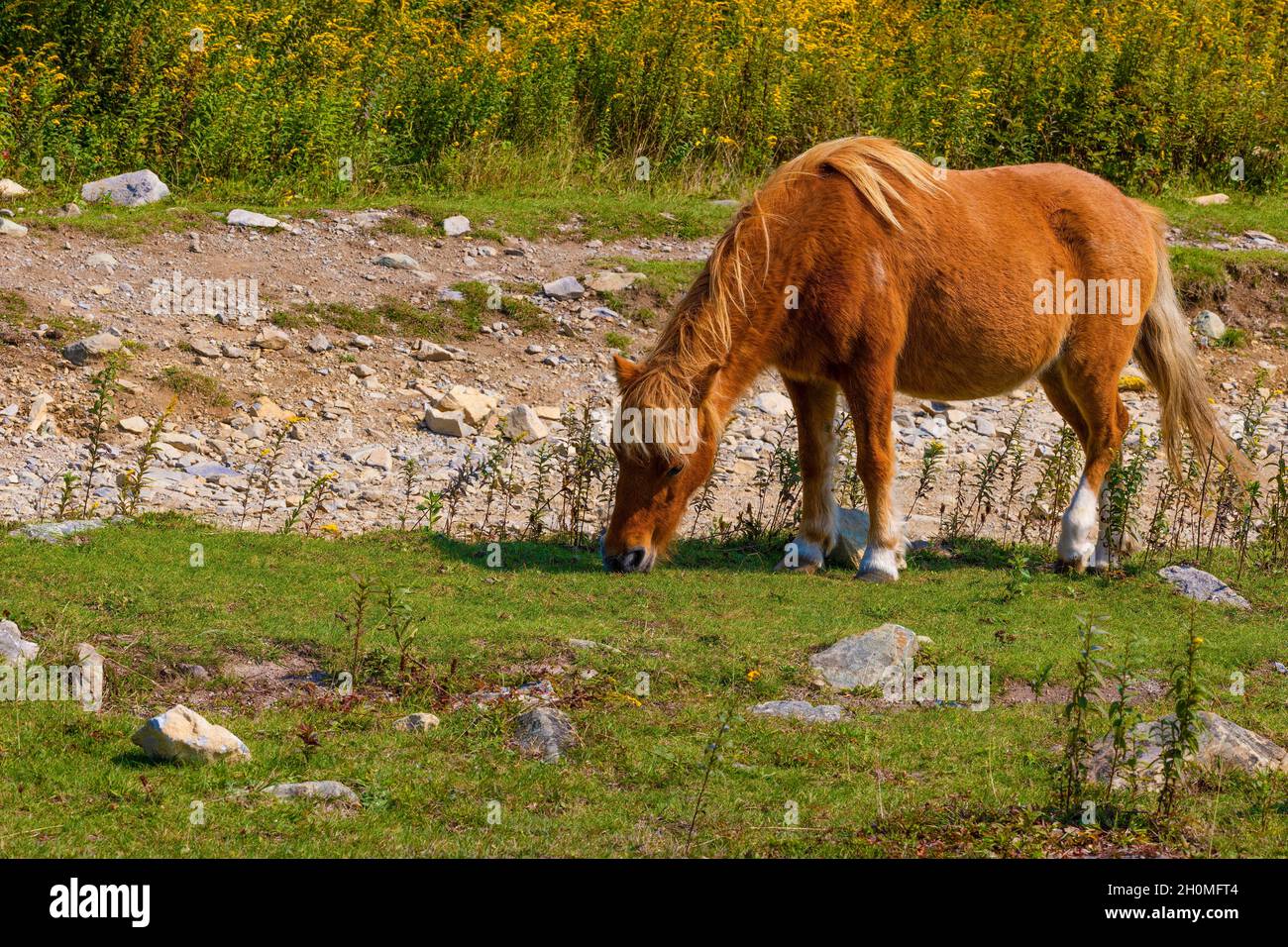 Des poneys sauvages parcourent la région pittoresque qui paît au large des terres pittoresques du parc national de Grayson Highlands, en Virginie, aux États-Unis Banque D'Images