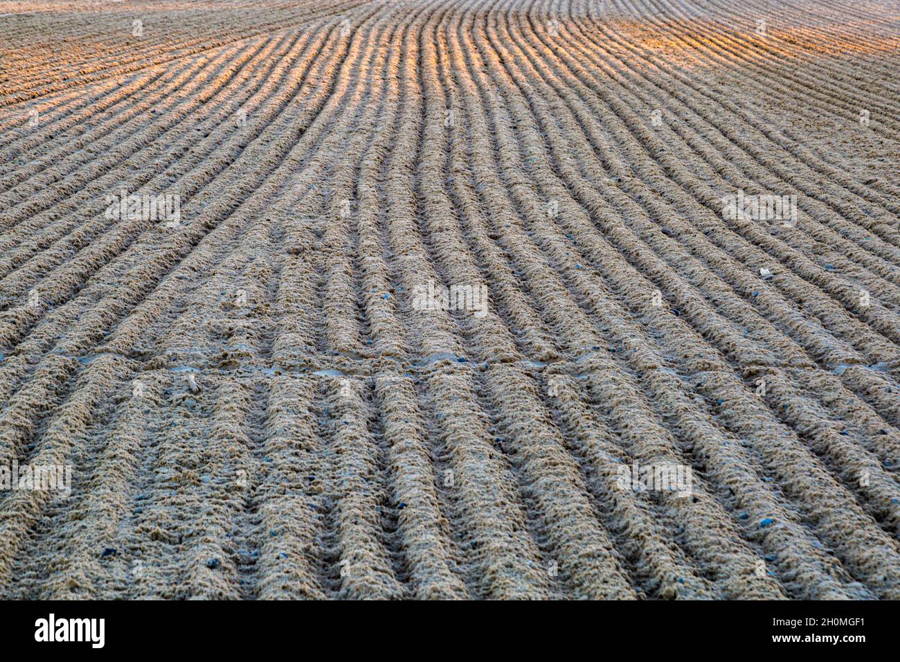 Râtelage de la plage pour enlever les débris feuilles motifs dans le sable sur la côte du golfe du Mississippi à Gulfport, Mississippi Banque D'Images