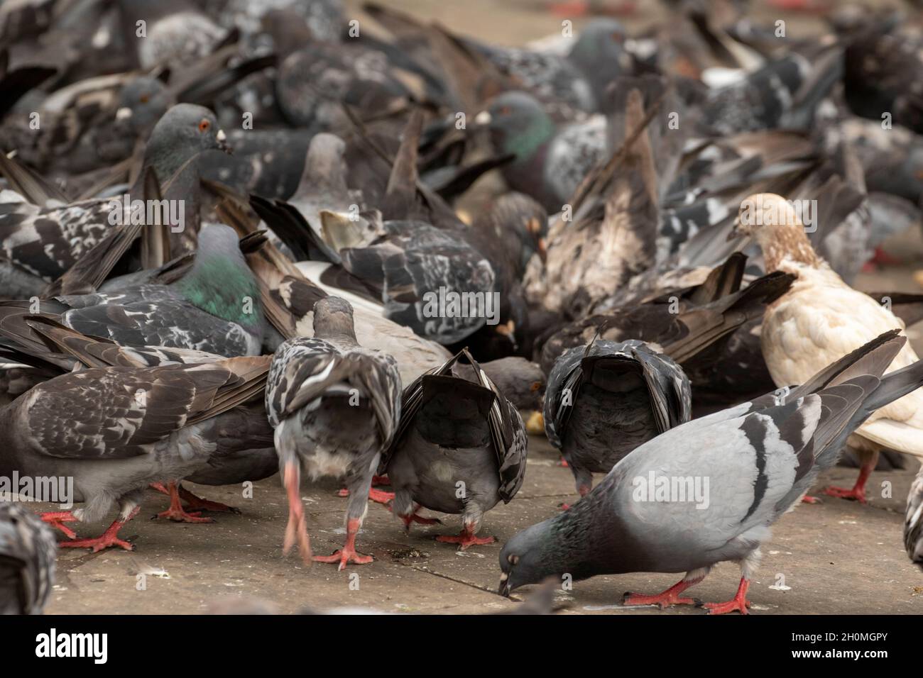 Des pigeons sauvages se sont massés autour de pain jeté dans un parc de Londres Banque D'Images