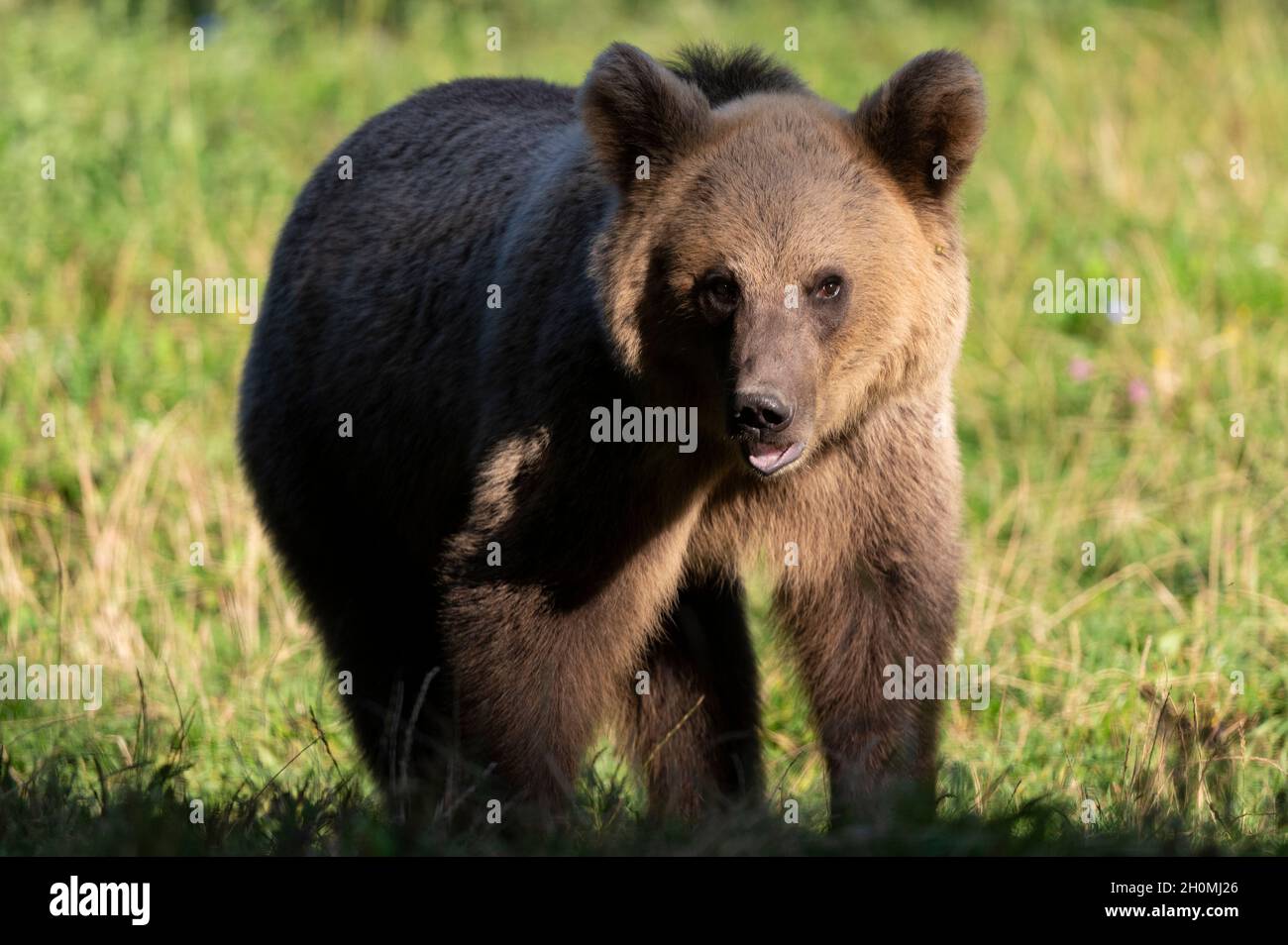 Ours bruns en Transylvanie (Baile Homorod, Roumanie) Banque D'Images