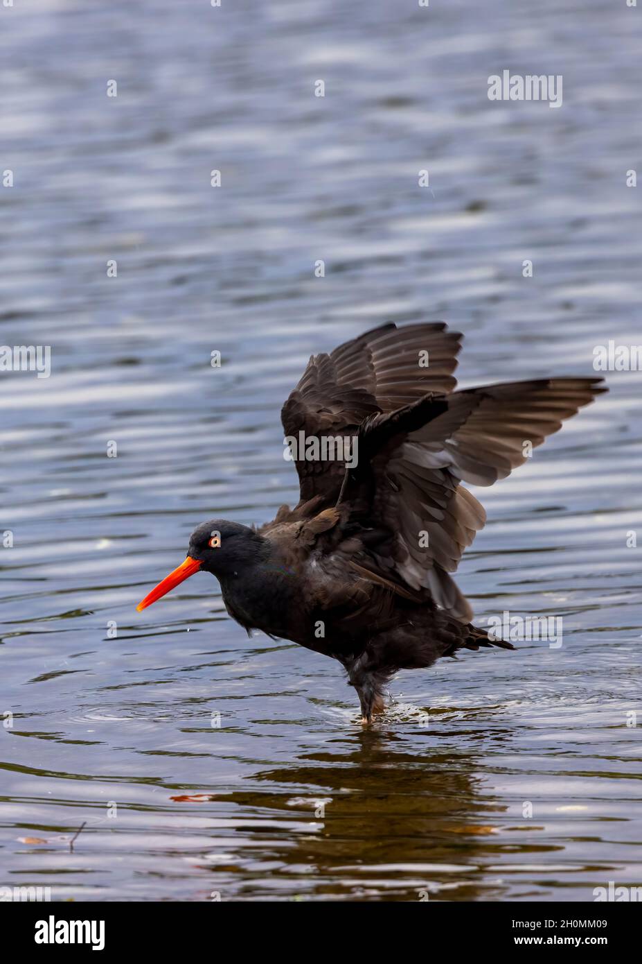 Black Oantercatcher, (Haematopus bachmani).Esquimalt Lagoon, île de Vancouver, C.-B. Banque D'Images