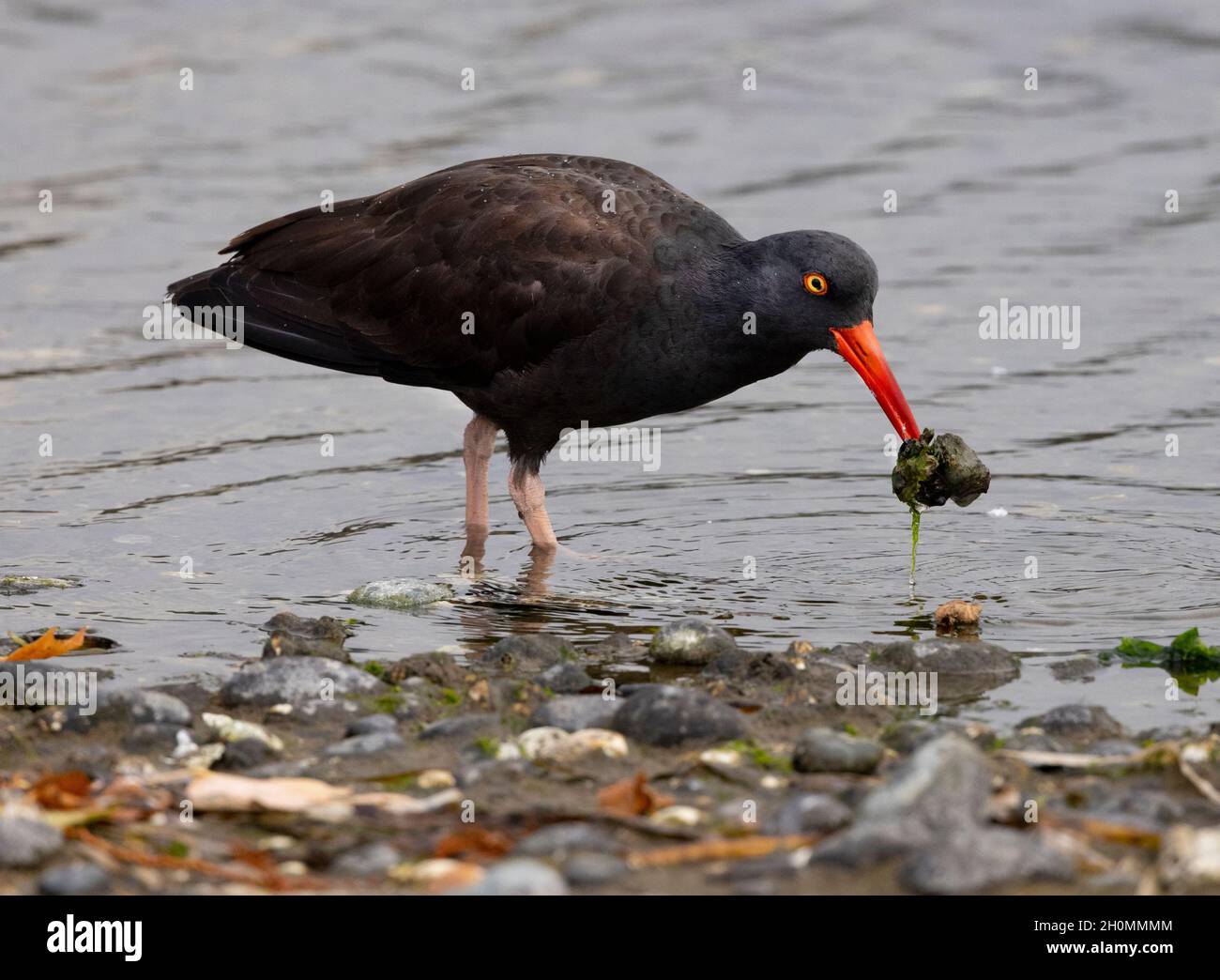 Black Oantercatcher, (Haematopus bachmani).Esquimalt Lagoon, île de Vancouver, C.-B. Banque D'Images