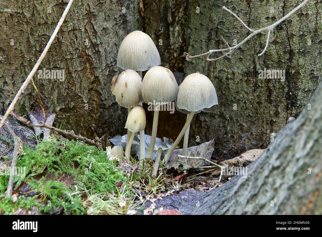 Champignons - Mica Cap (Coprinellus) également connu sous le nom de glising Inkcap et brillant Cap, Coprinellus micaceus. Banque D'Images