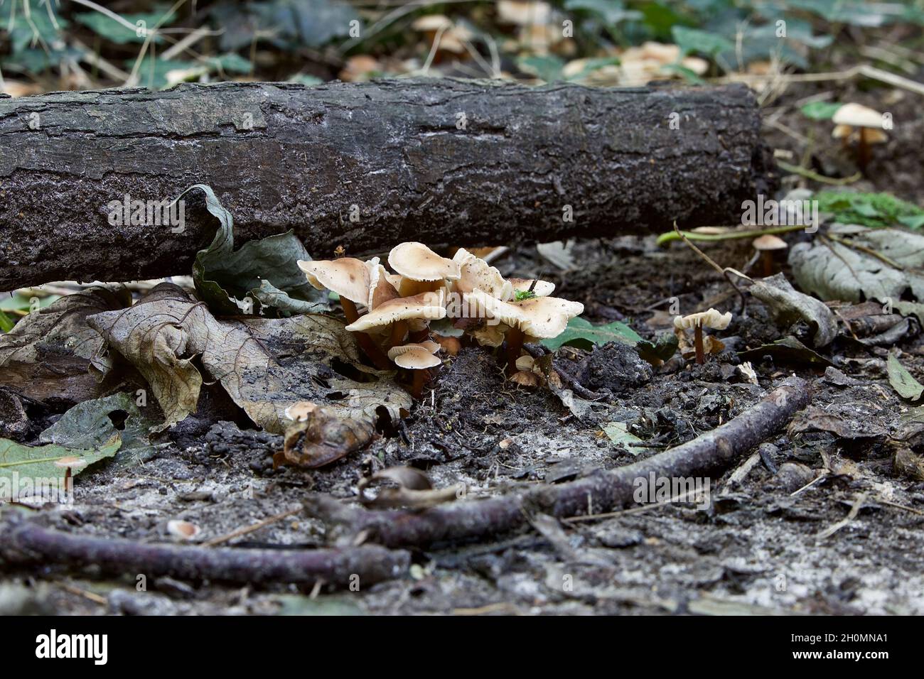 Champignons - Collybia amoureux du chêne également connu sous le nom de russet tenshank, Chêne colybia, Collybia commun et le champignon de juin, Gymnopus. Banque D'Images