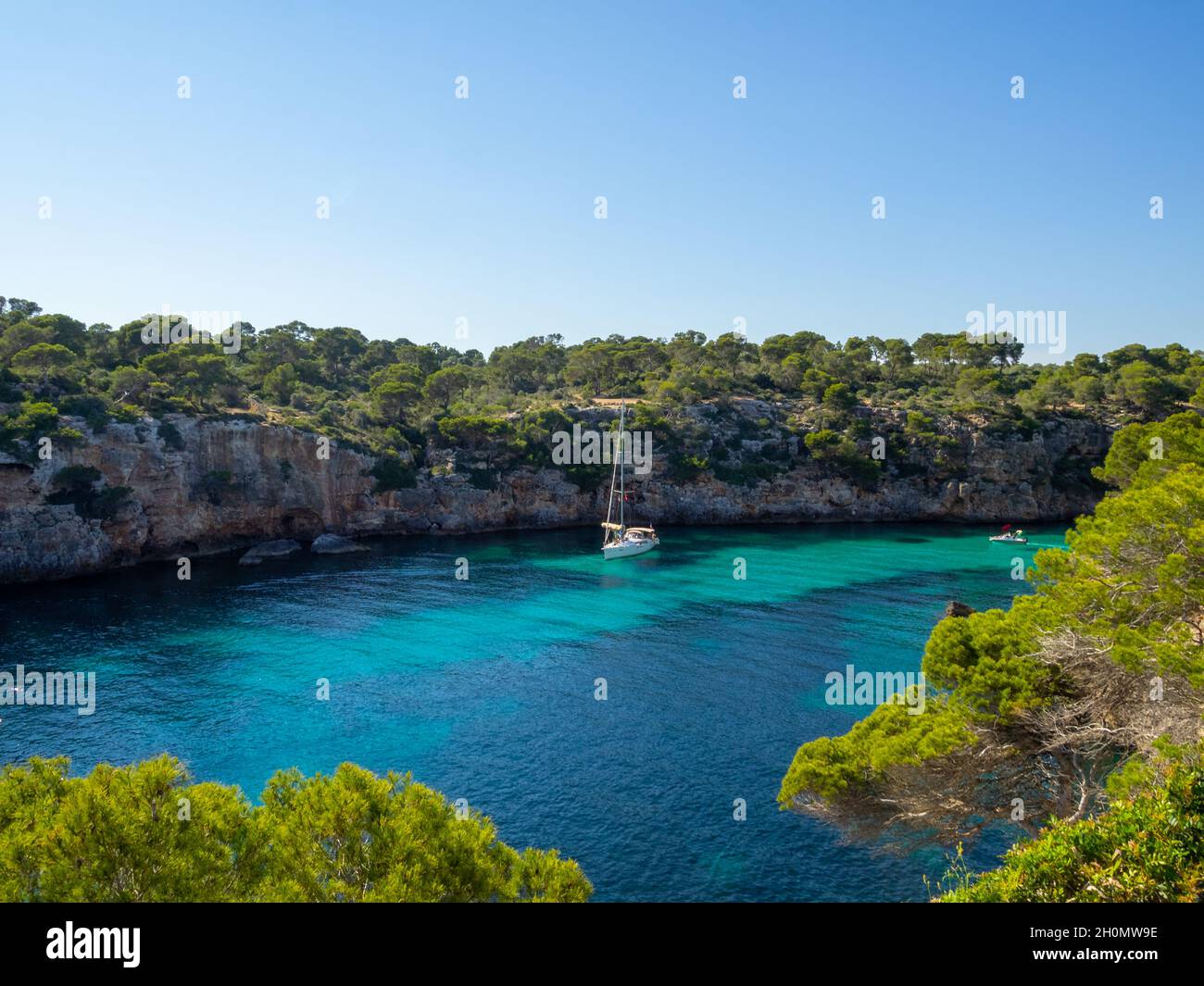 Pins sur les falaises de Cala Pi, Maiorque Banque D'Images