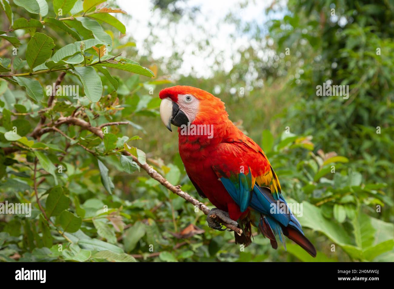 Spécimen de vrai perroquet, famille Psittacoidea, un perroquet rouge et très curieux, observe d'une branche, dans la forêt amazonienne, à la Dos Loritos sauvage Banque D'Images