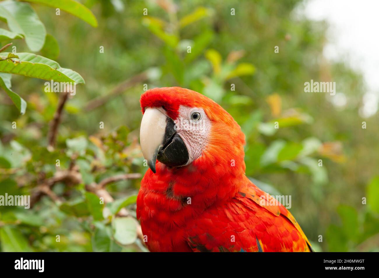 Spécimen de vrai perroquet, famille Psittacoidea, un perroquet rouge et très curieux, observe d'une branche, dans la forêt amazonienne, à la Dos Loritos sauvage Banque D'Images