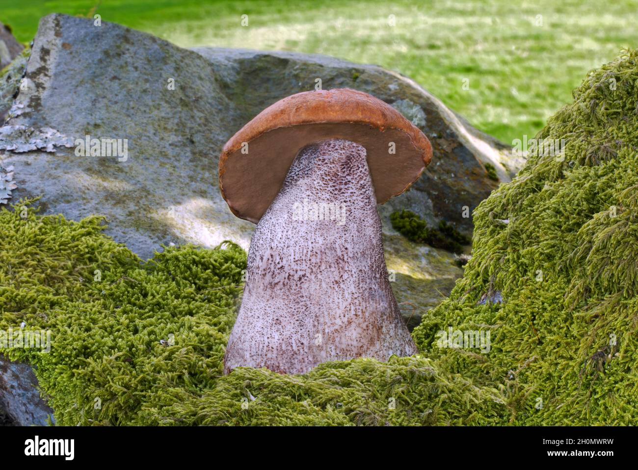 Le Leccinum versipelle (boléte de bouleau orange) se trouve sous le bouleau.Il est comestible mais doit être bien cuit ou peut causer des nausées et des vomissements. Banque D'Images