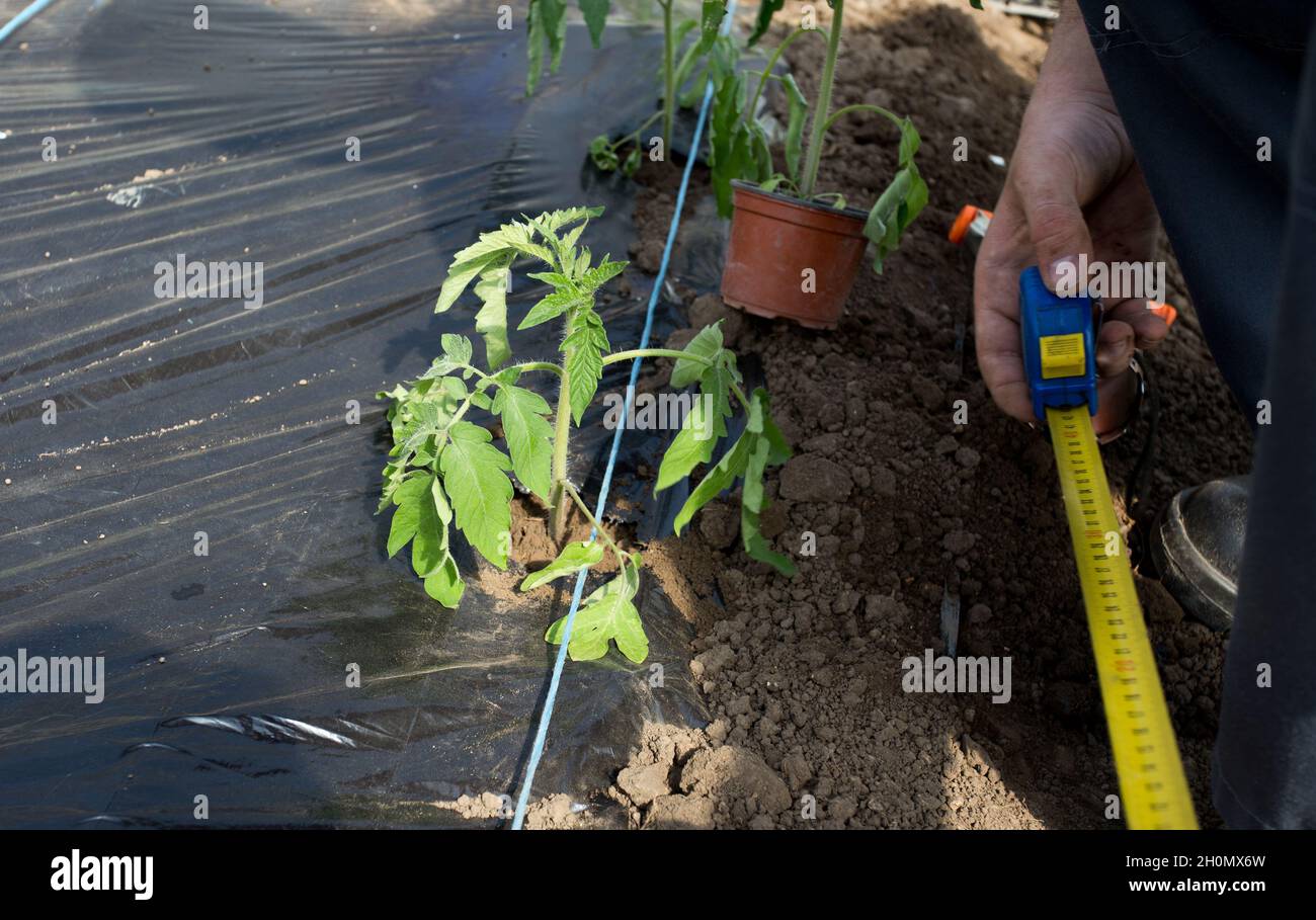 Agriculteur mesurant l'espace entre les plants de tomate pour la plantation en serre Banque D'Images