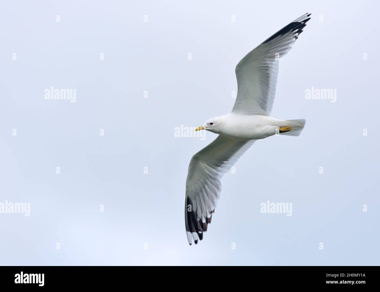 Goéland commun adulte (Larus canus) en vol avec ailes étirées et ciel couvert Banque D'Images