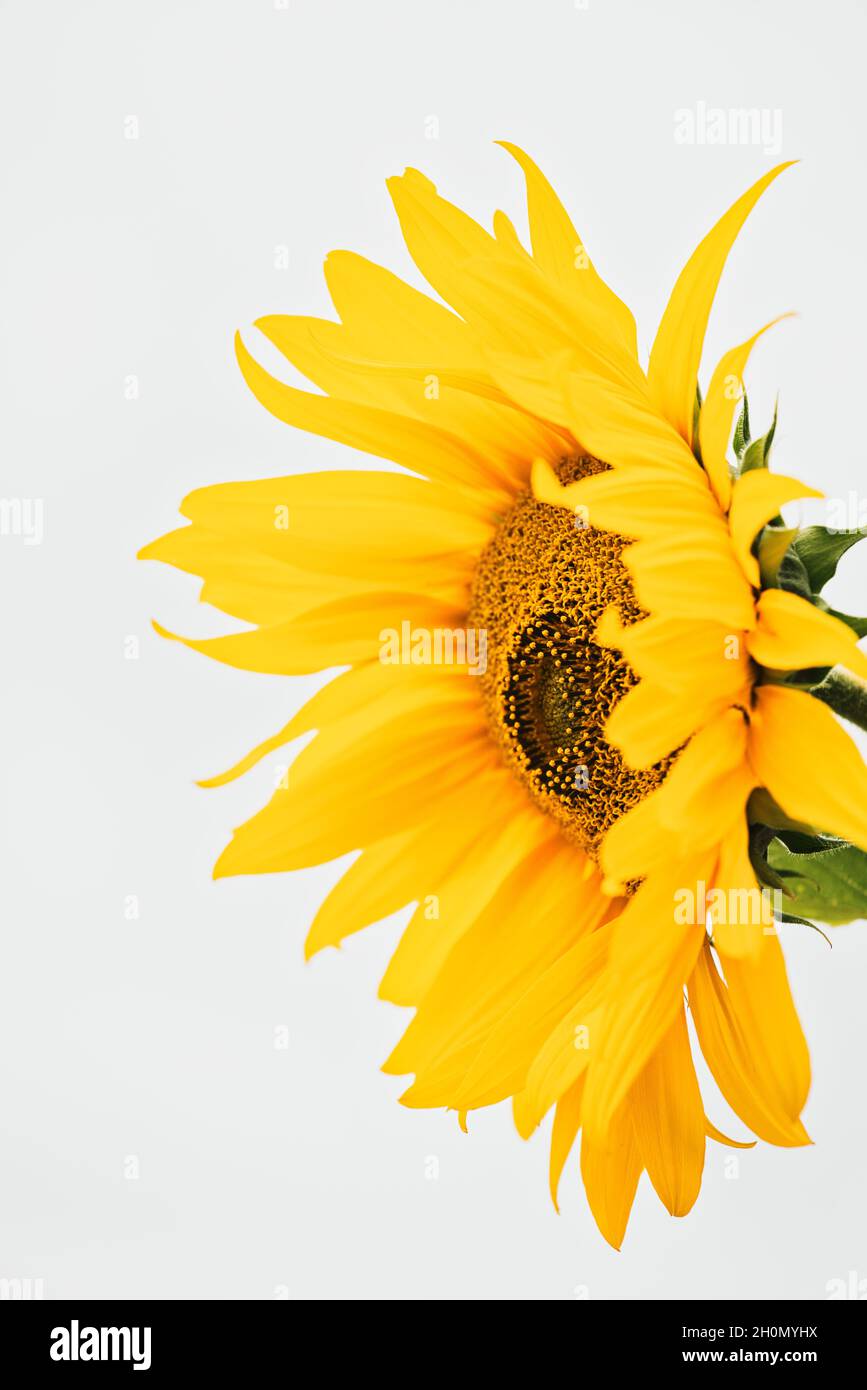 Vue latérale du tournesol en fleur (Helianthus annuus) sur fond blanc.Concept de positivité, bonheur, optimisme Banque D'Images