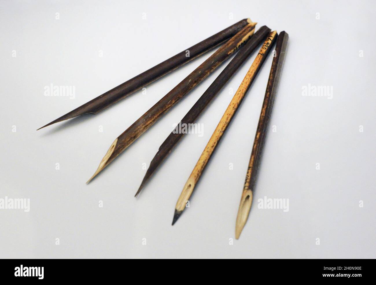 Calamus ou stylos à bille.Ils ont été utilisés par les expéditionnaires pour dessiner (expédition suédoise).Suède.Dernier tiers du XIXe siècle.Musée de l'Amerique Banque D'Images
