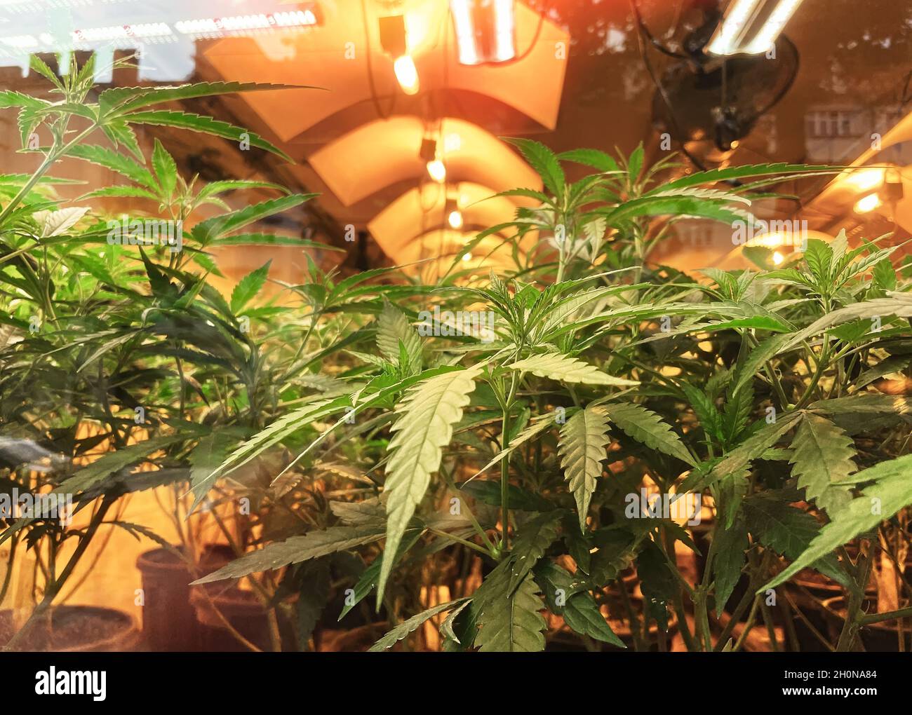 Le cannabis intérieur cultive une plantation avec des plantes sous des  lampes LED et UV, culture de marijuana médicale Photo Stock - Alamy