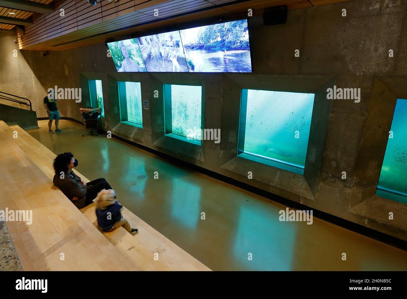 Hiram M. Chittenden Locks, Ballard Locks Fish Ladder Viewing Room, Seattle, Washington. Banque D'Images