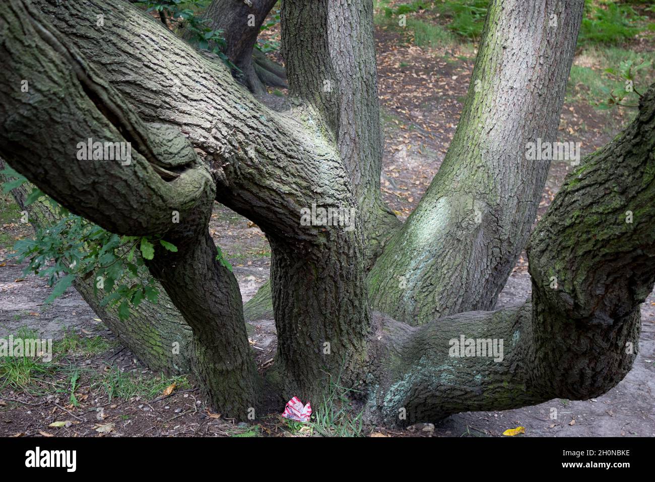 Écorce d'arbre, tronc d'arbre, nature, bois, gravitropisme,Arbre croissant dans différentes directions Banque D'Images