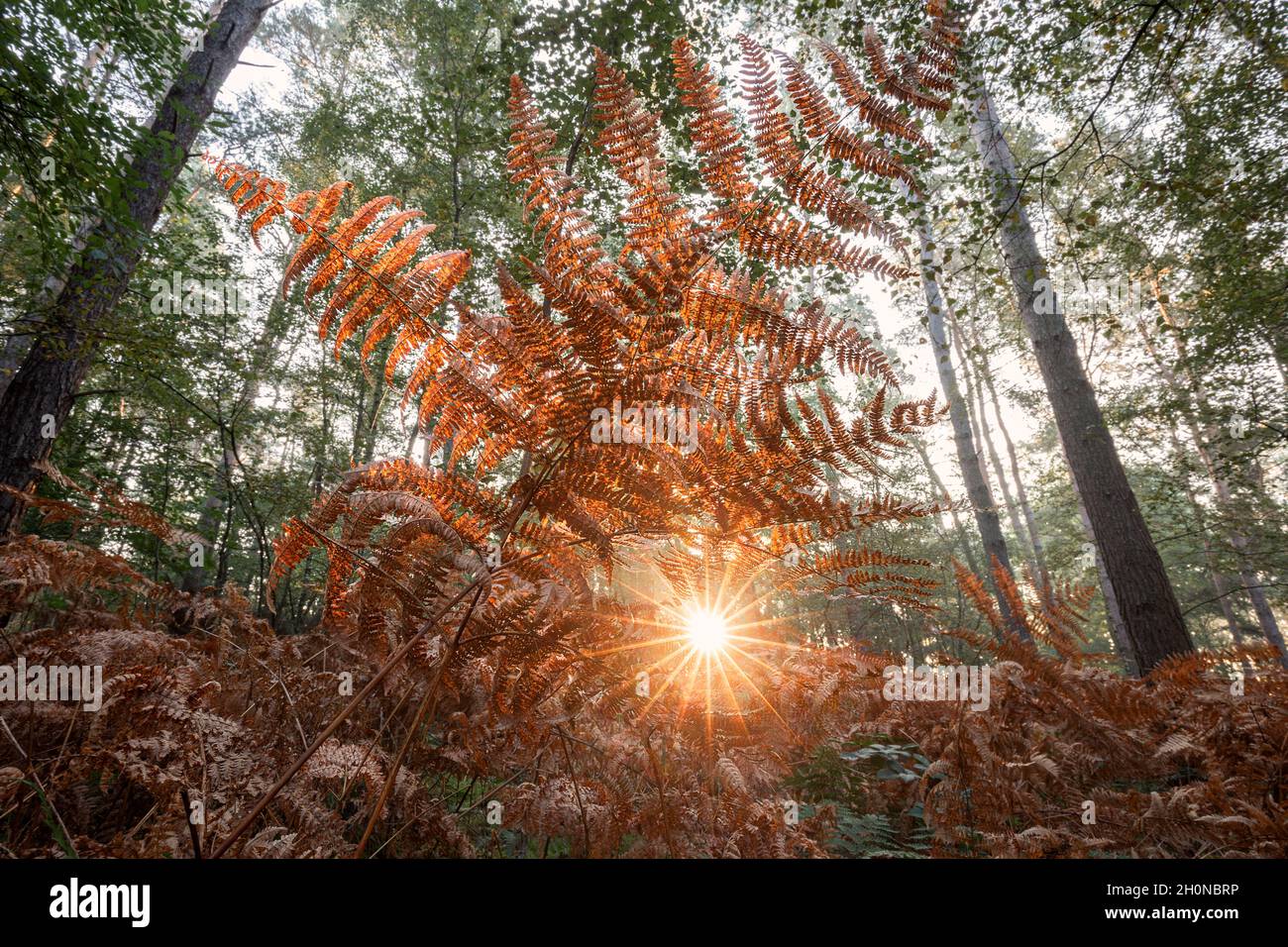 soleil à travers la fougères orange dans la forêt d'automne Banque D'Images