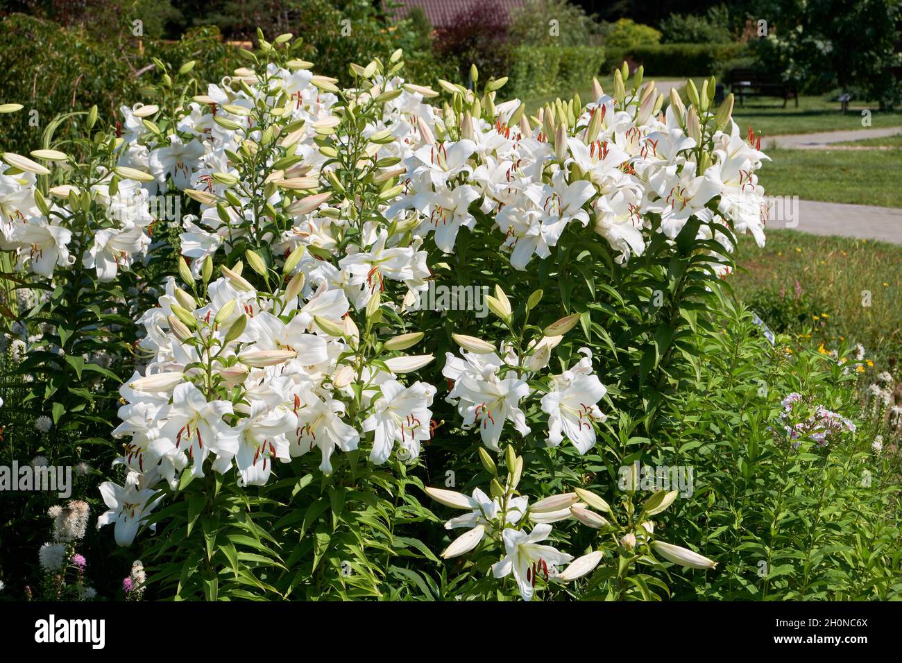Magnifiques fleurs de lys blancs dans le jardin d'été. Banque D'Images
