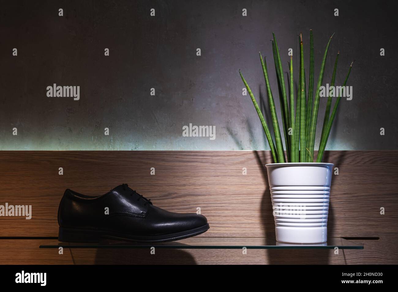 Plante verte dans un pot avec des chaussures de man sur fond sombre. Banque D'Images