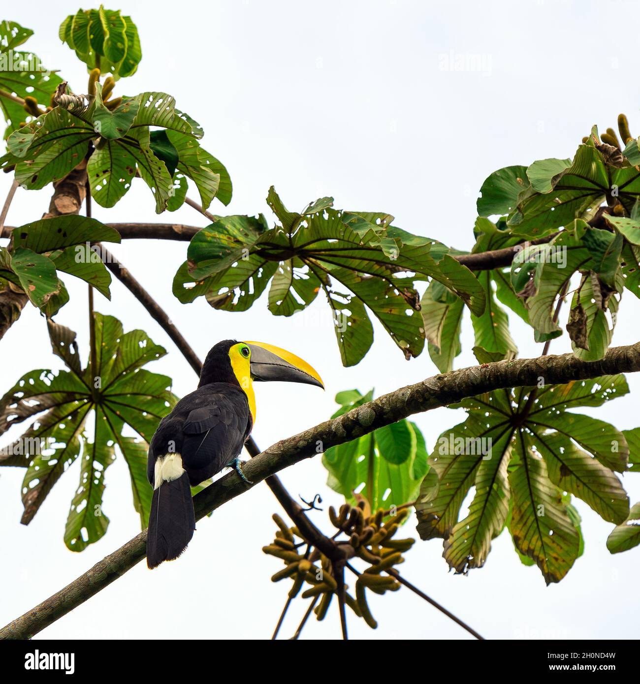 Toucan de châtaignier ou toucan de Swainson (Ramphastos ambiguus swainsonii), forêt nuageuse de Mindo, Équateur. Banque D'Images