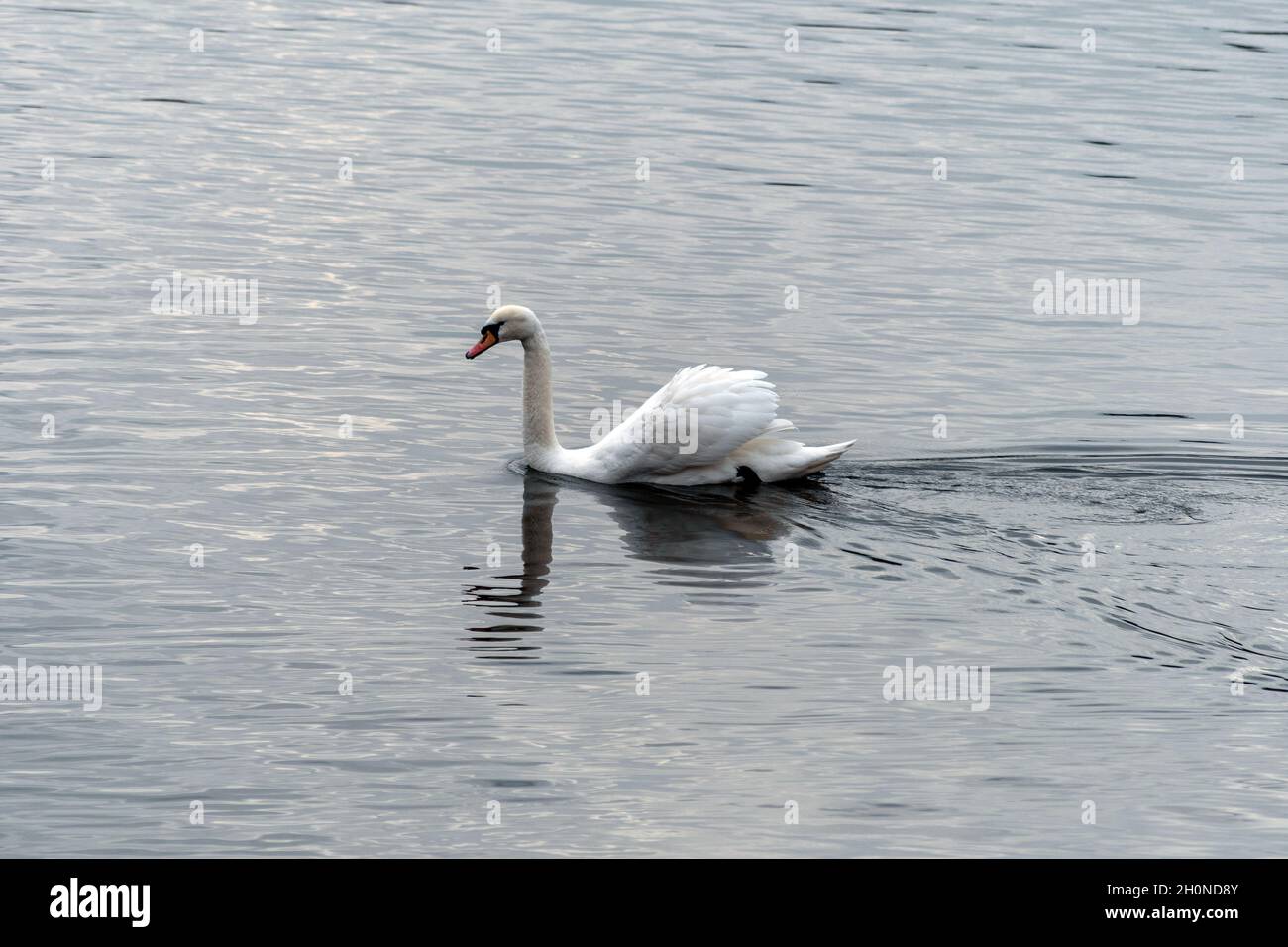 Cygne nageant dans une eau calme dans la rivière. Banque D'Images