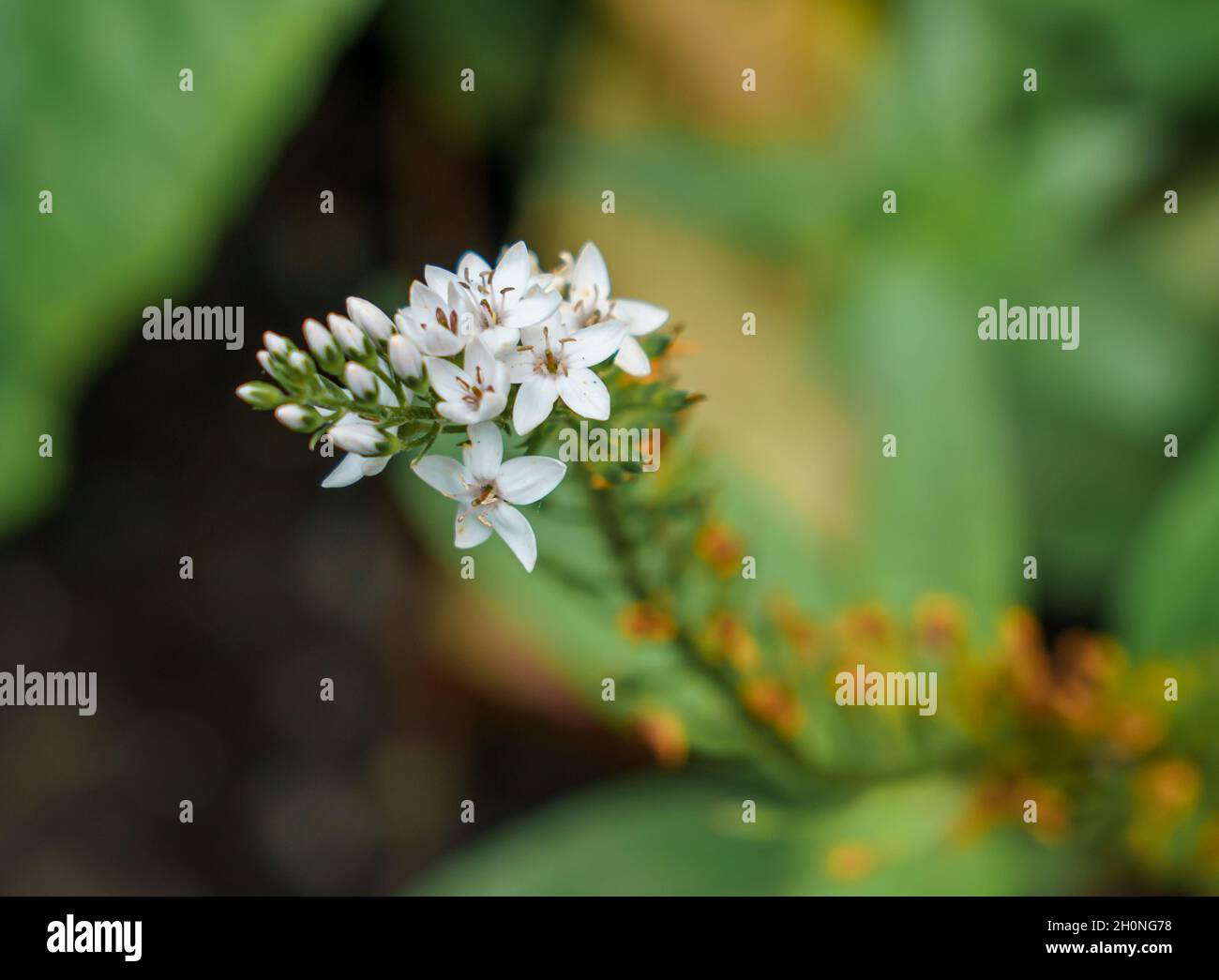 gros plan de belles têtes de fleurs blanches (Lysimachia cléthroides) Banque D'Images