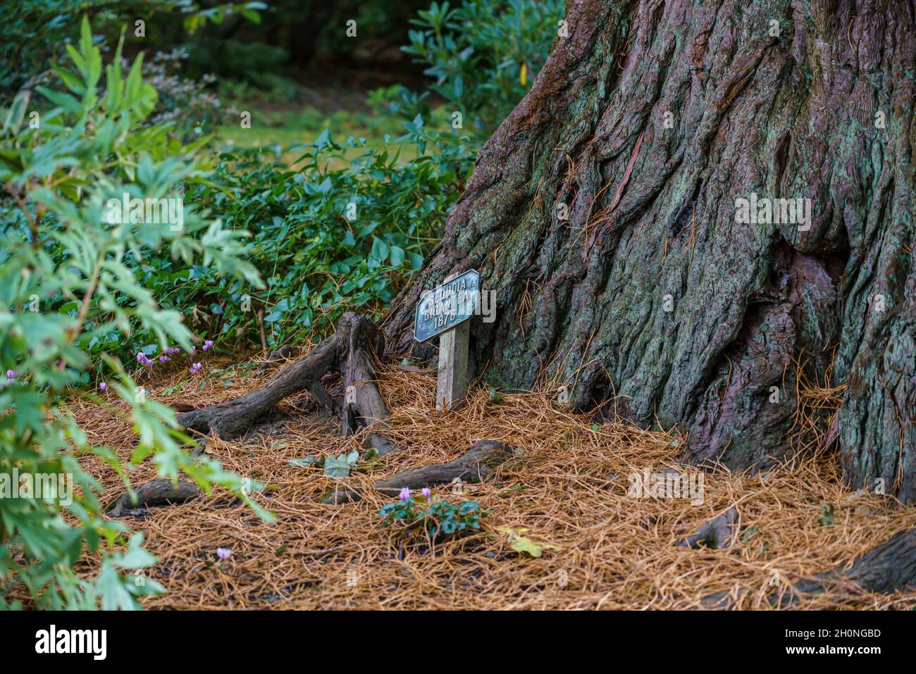 Plaque nominée à la base d'un séquoia géant (Sequoiadendron giganteum) Banque D'Images