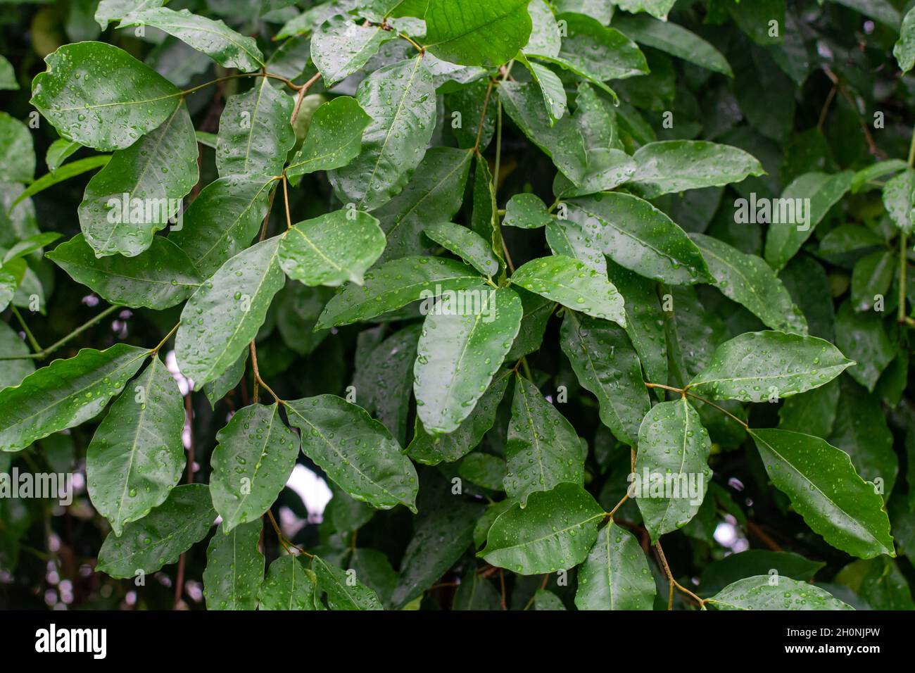 Collection botanique, Cinnamomum, feuilles humides de cannelle indonésienne tropicale verte, source de bâtons de cannelle aromatique Banque D'Images