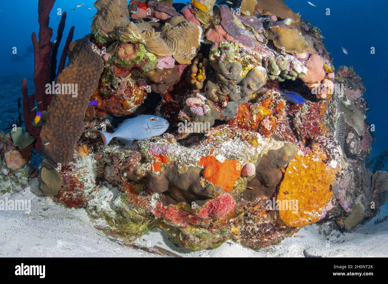 Une belle mais timide Sargassum Trigger vivant dans une habitation qui mérite d'être dans la Maison belle Banque D'Images