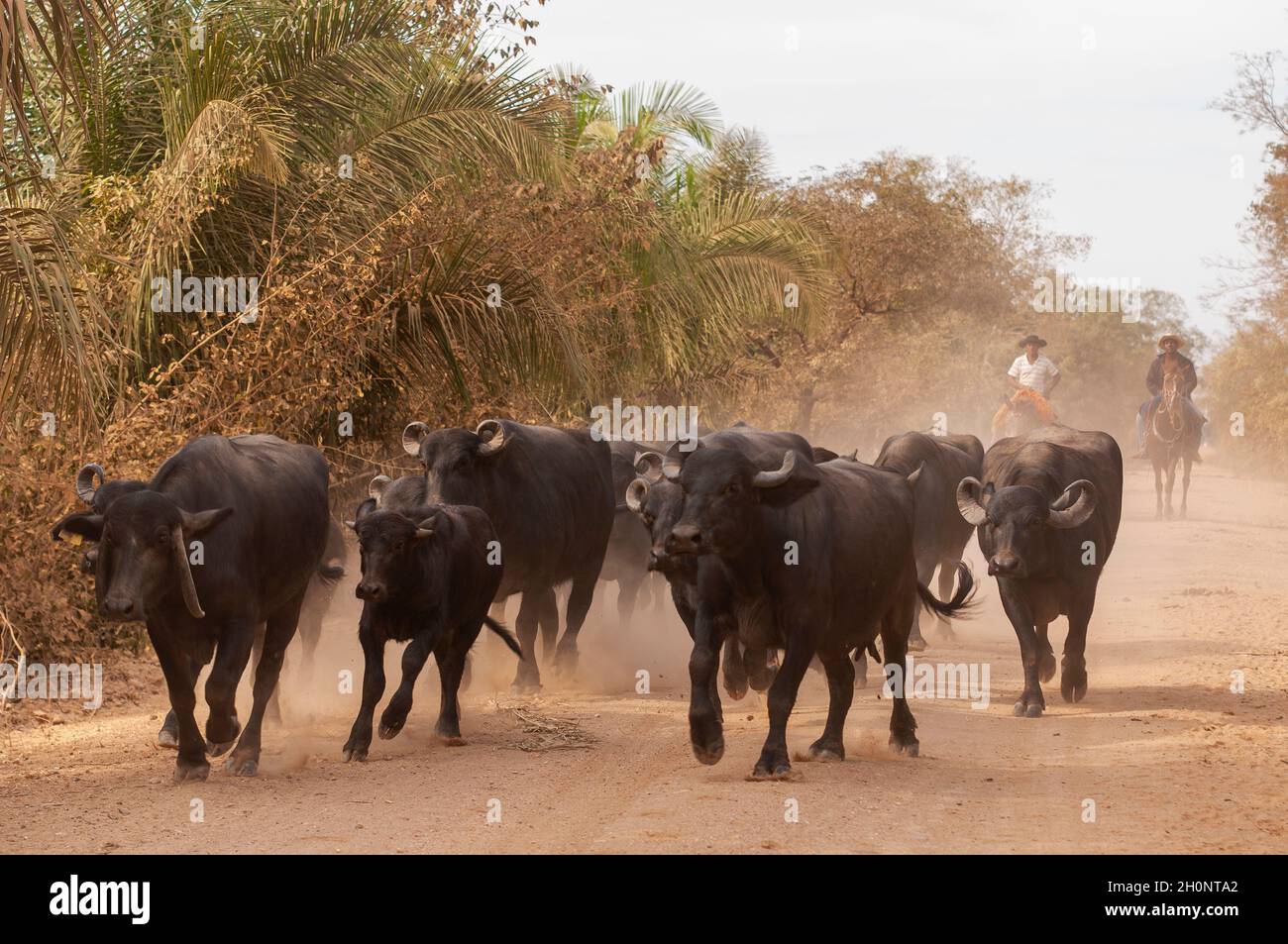 Des bufales domestiques sont conduites par les cowboys pantaneiro sur le parc Estrada (route du parc), Pantanal, Mato Grosso do Sul, Brésil Banque D'Images