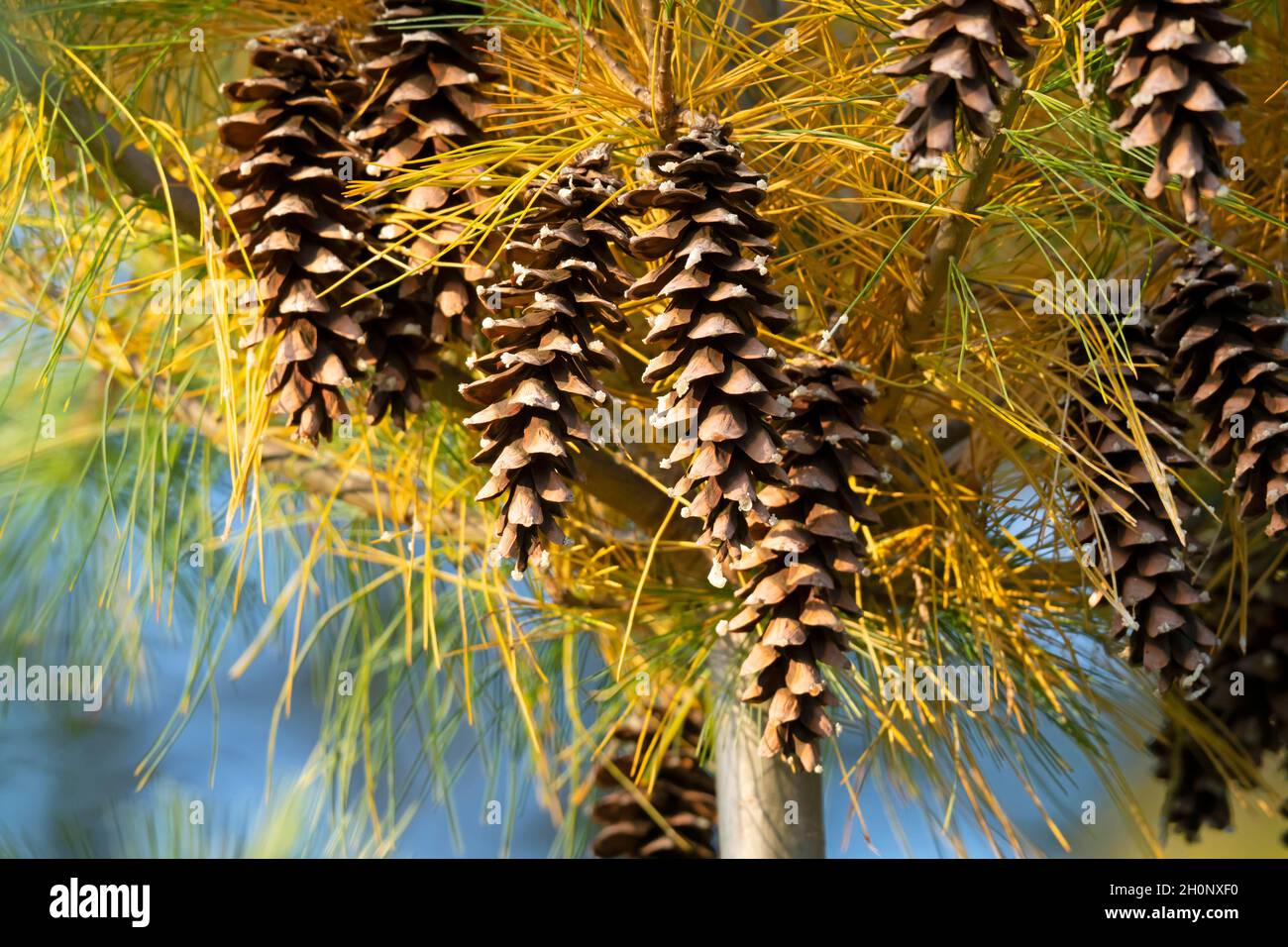 Pinus contorta, Pine Cones en automne Banque D'Images