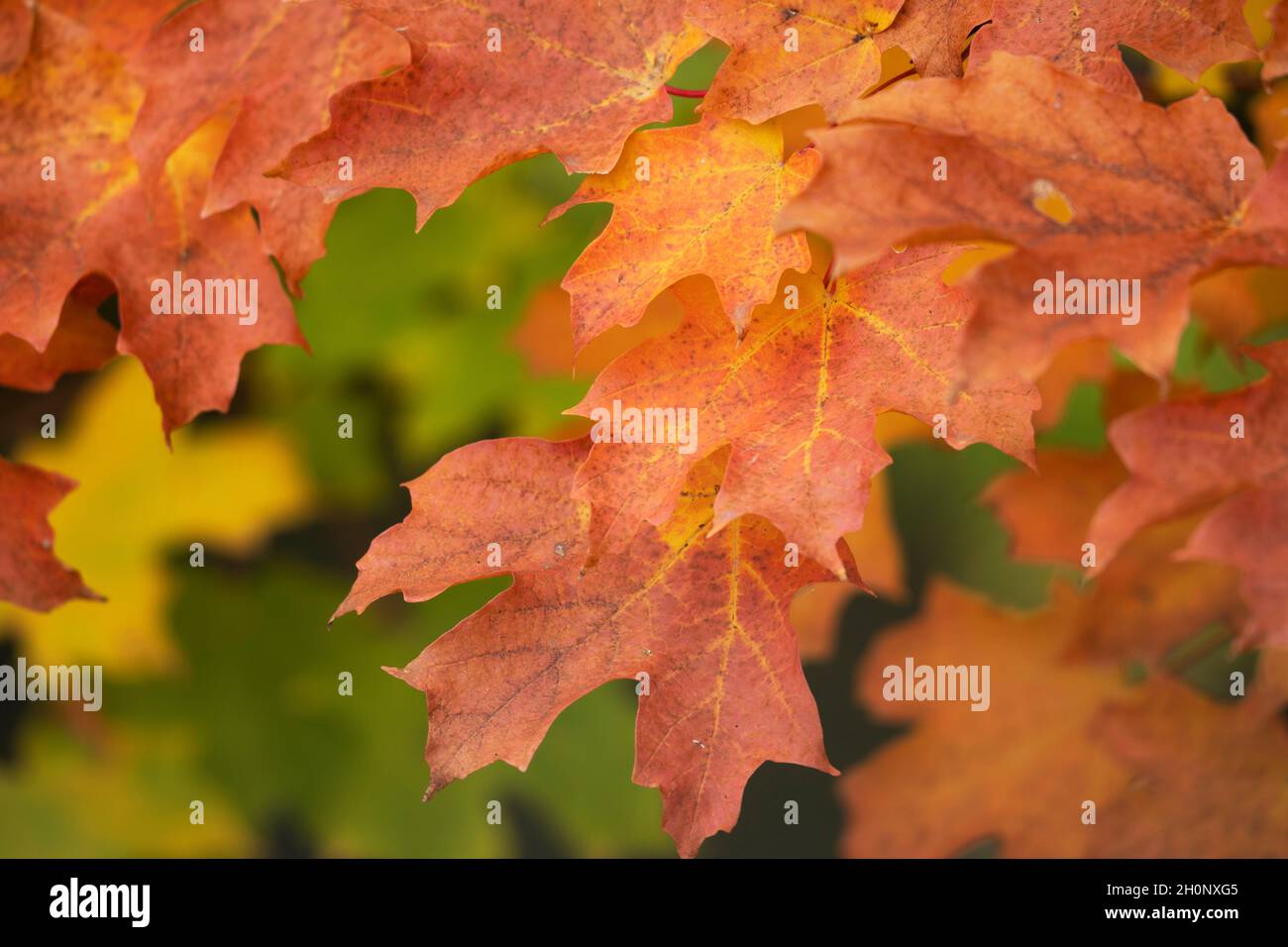 Automne, couleurs d'automne feuilles d'érable Banque D'Images