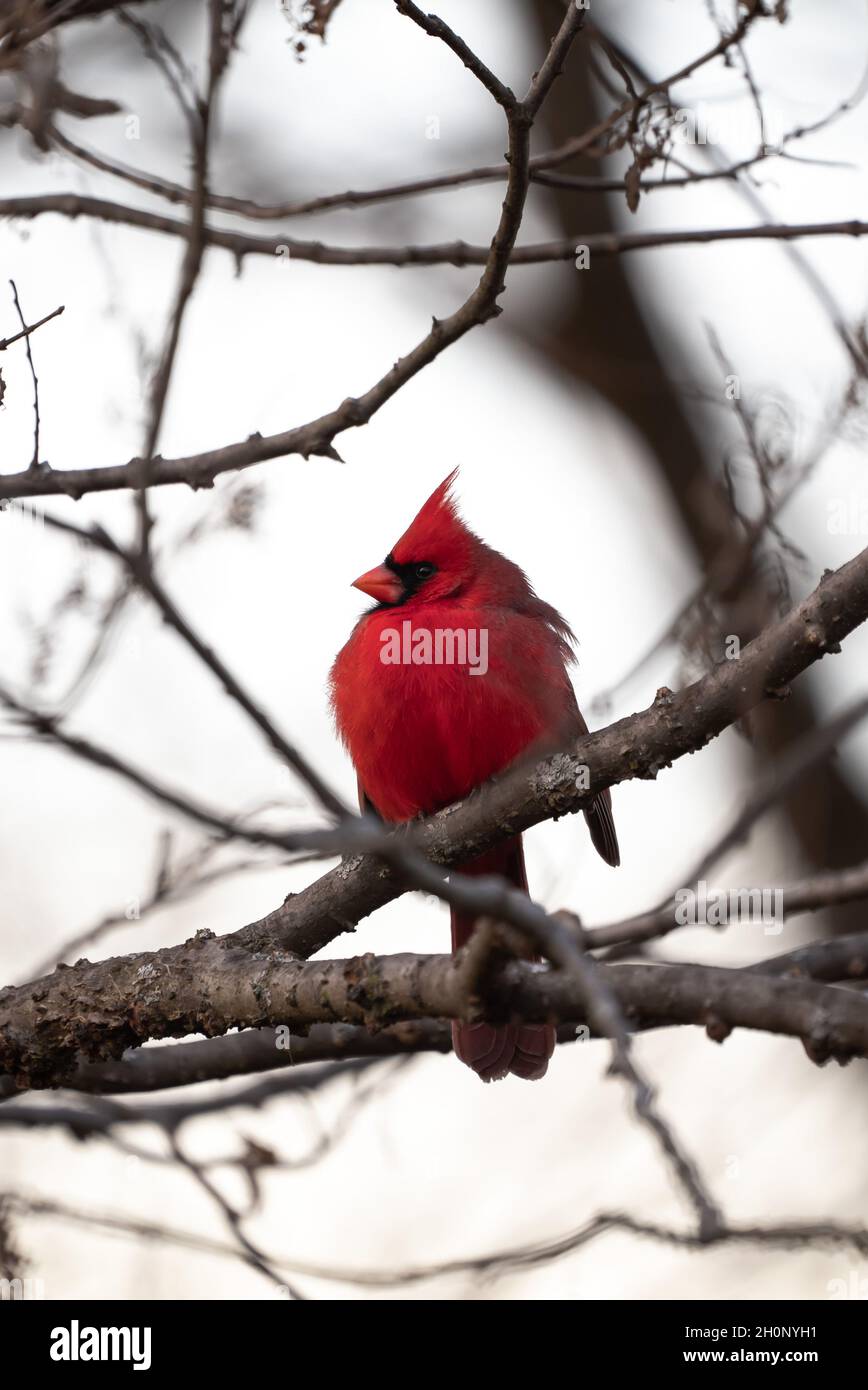 Beau cardinal de nord de mâle rouge vif simple regardant sur le côté assis perché dans une petite branche d'arbre avec d'autres branches floues dans le bokeh Banque D'Images