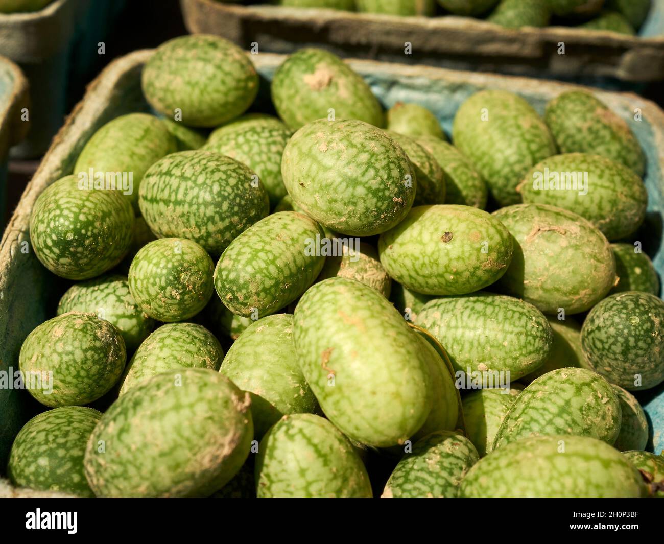 Concombres miniatures au Greenmarket, Jackson Heights, Queens, New York City, NY,ÉTATS-UNIS Banque D'Images
