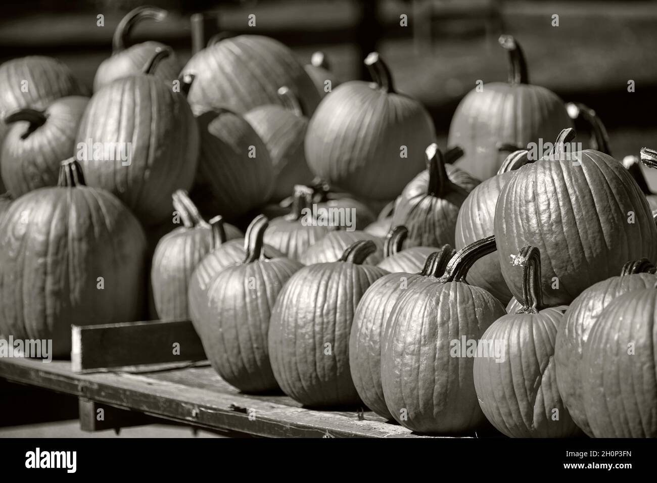 Citrouilles, parfois appelées courges ou moelle, en vente sur un marché en bord de route dans le pays Amish, comté de Lancaster, Pennsylvanie, États-Unis Banque D'Images