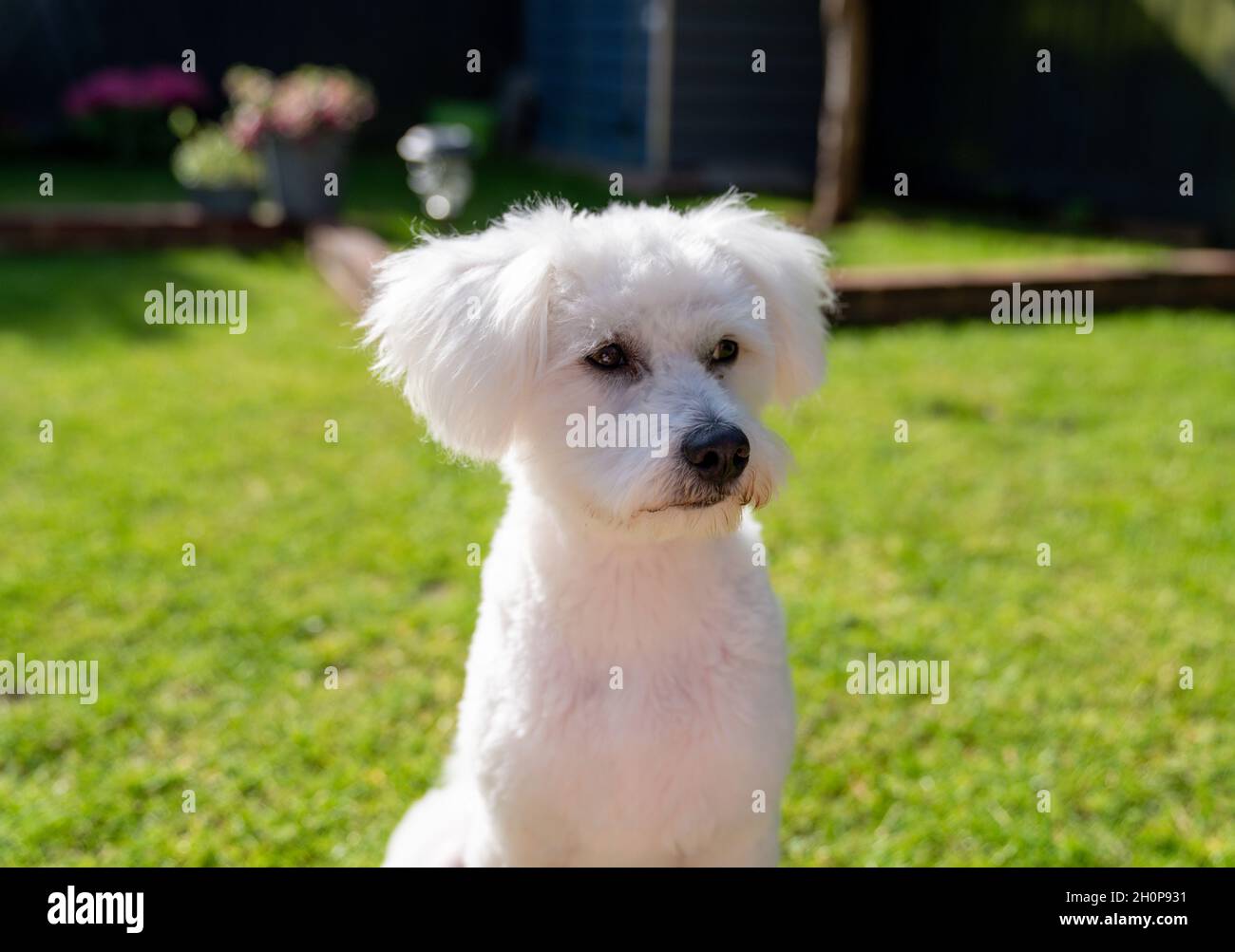 Chien mixte Bichon Frise et Poodle Banque D'Images