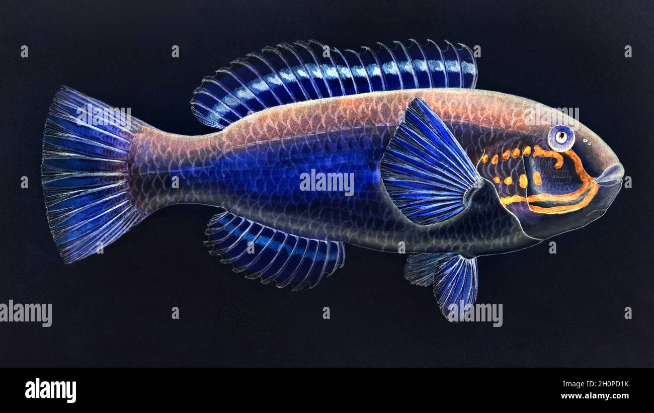 Frank Edward Clarke illustration de poisson vintage avec inversions de couleur Banque D'Images