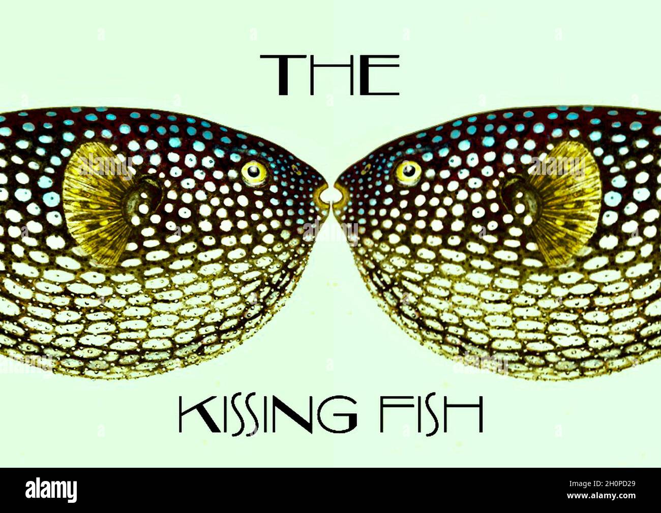 Le poisson de Kissing Banque D'Images