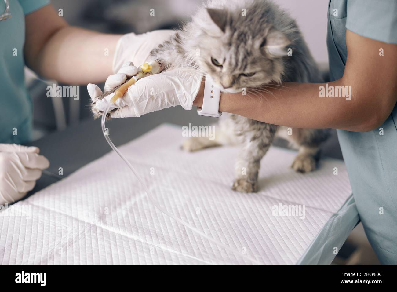 Des Veterinaires Qualifies Examinent Le Chat En Perfusion Intraveineuse A La Table Photo Stock Alamy
