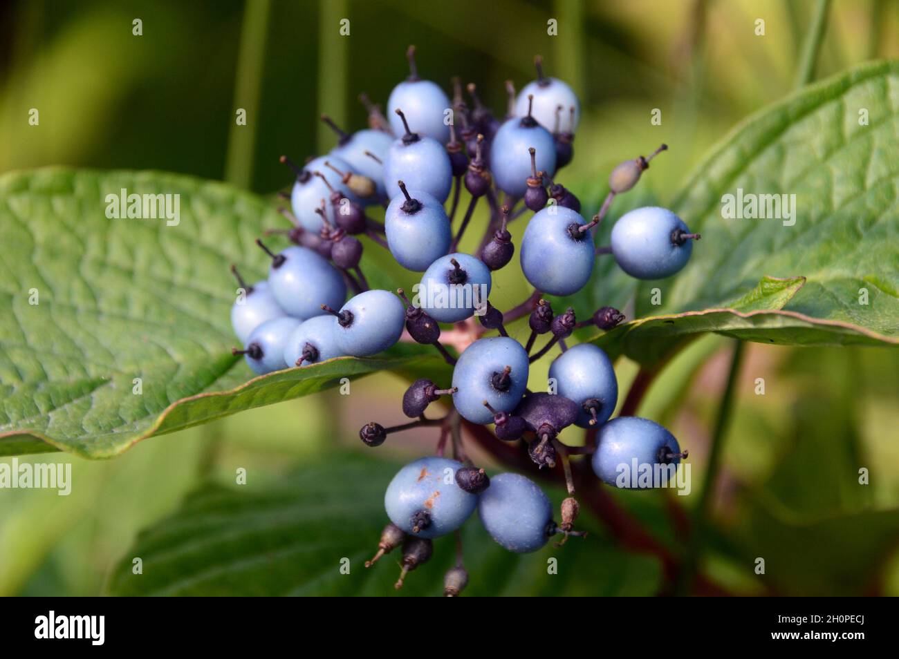 Bouquet de baies de crabe de Sibérie bleu-blanc (Cornus alba ‘sibirica’) cultivées aux frontières de RHS Garden Bridgewater, Worsley, Manchester, Royaume-Uni. Banque D'Images