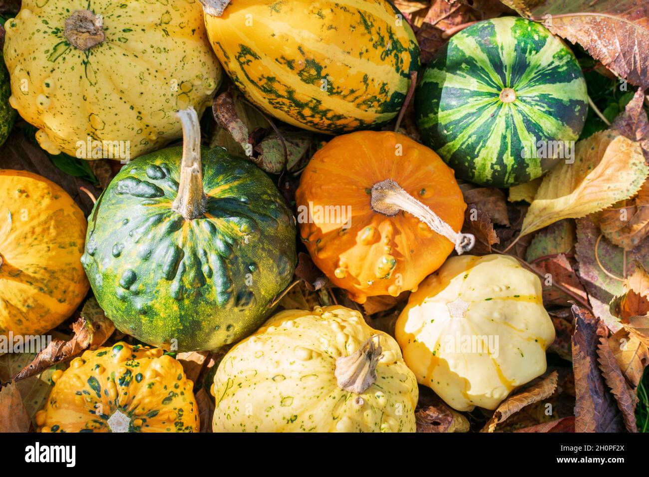 Gourdes ou citrouilles décoratives parmi les feuilles colorées de l'automne illuminées par le coucher du soleil Banque D'Images