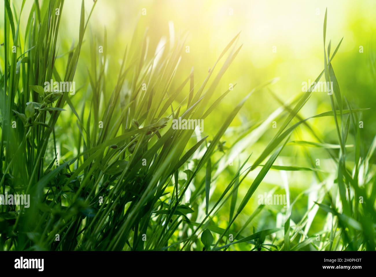 Gros plan sur l'herbe verte dans un champ ouvert, sur fond de nature Banque D'Images