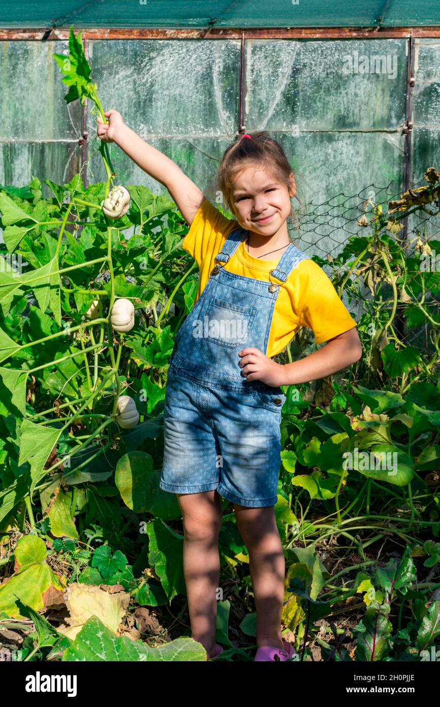 Une petite fille tient une branche avec des citrouilles blanches dans ses mains sur un fond de feuilles vertes de citrouilles.Concept de récolte de citrouilles.Automne. Banque D'Images