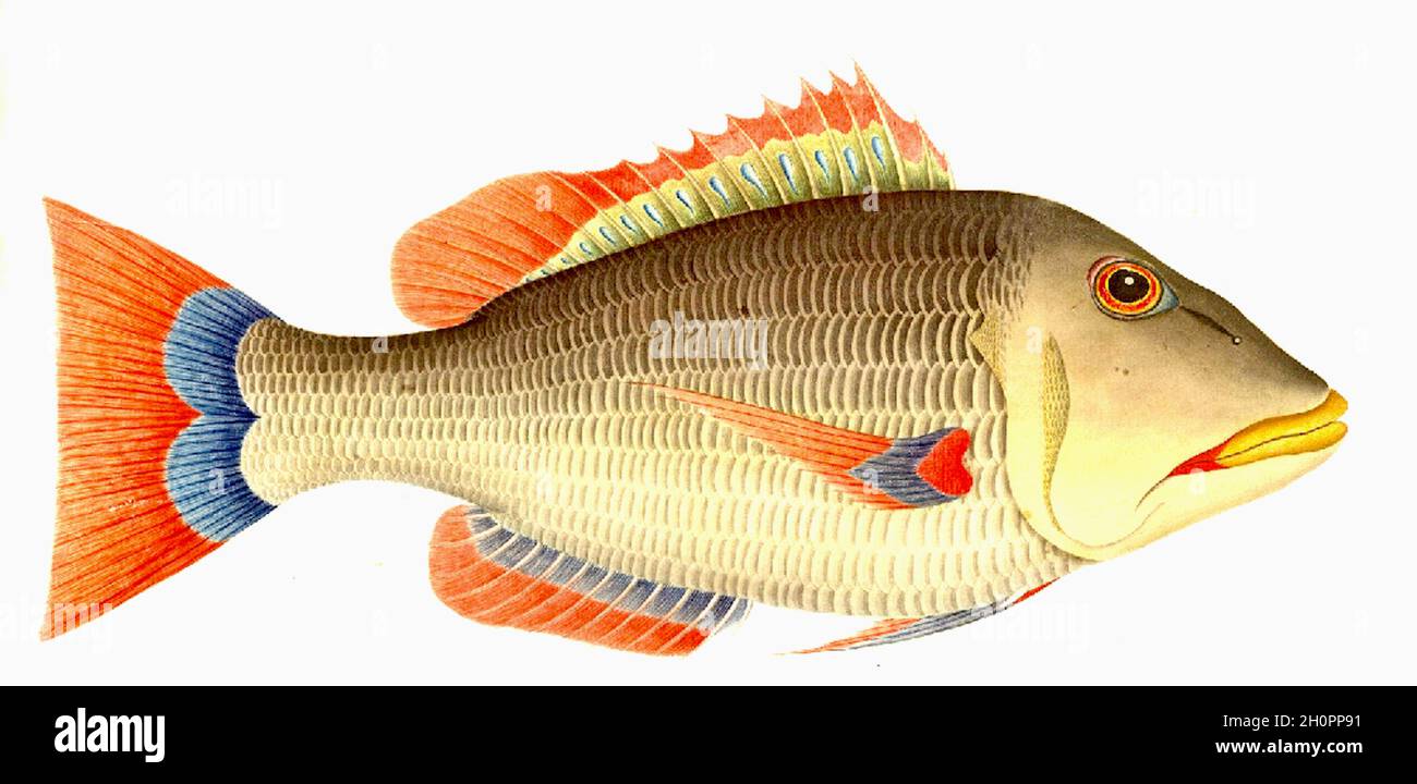 George Raper illustration de poissons vintage - Sapper - Norfolk Island Banque D'Images