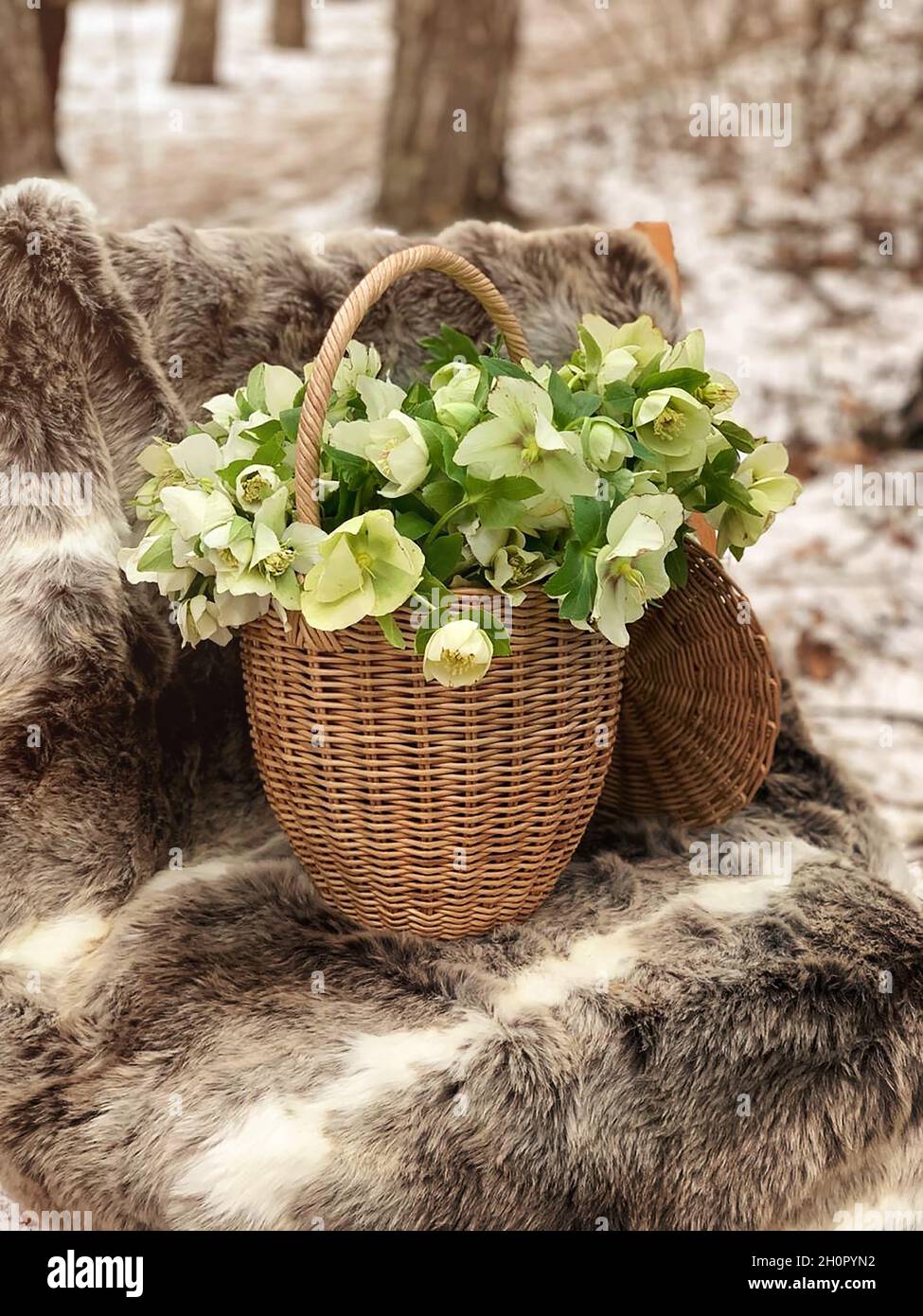 Bouquet de fleurs blanches hellebore fleurs Lenten Rose plantes dans un  panier en osier debout sur une chaise recouverte d'un tapis de peau d'animal  dans une forêt enneigée d'hiver Photo Stock -