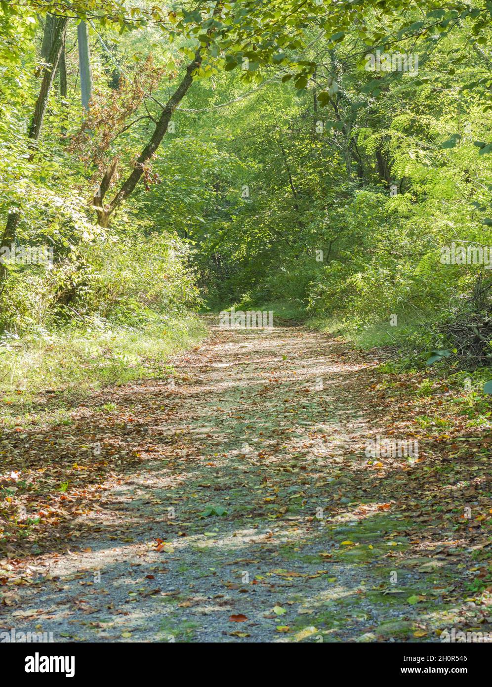 chemin de terre dans les bois, couvert de feuilles mortes en automne. les rayons du soleil pénètrent dans les arbres. Banque D'Images