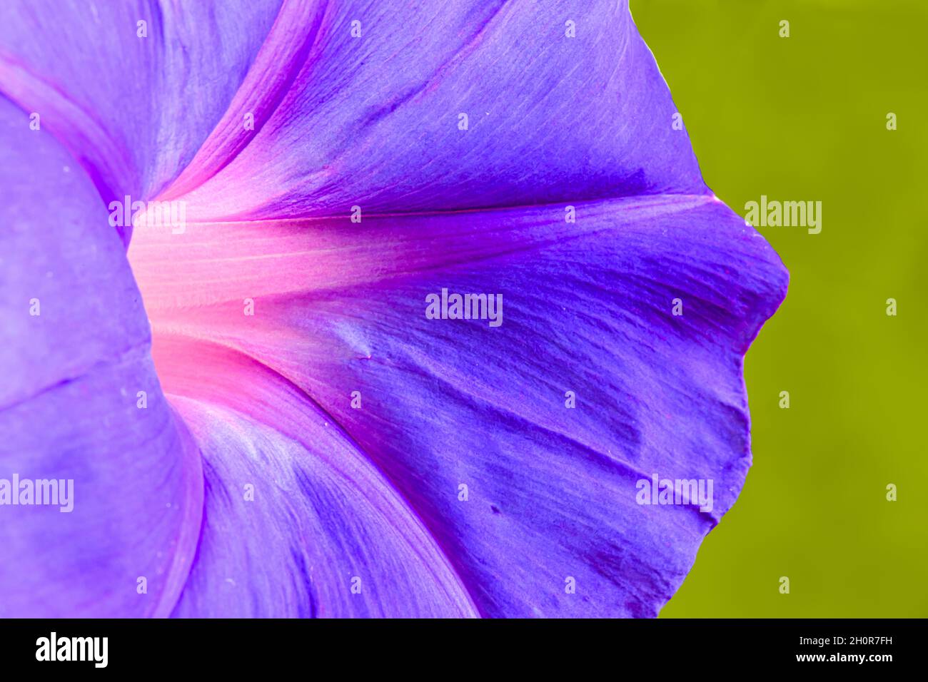 Morning Glory Flower gros plan Banque D'Images